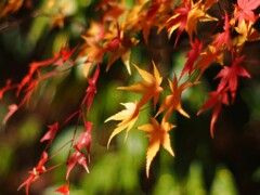 秋も終わりかなⅠ