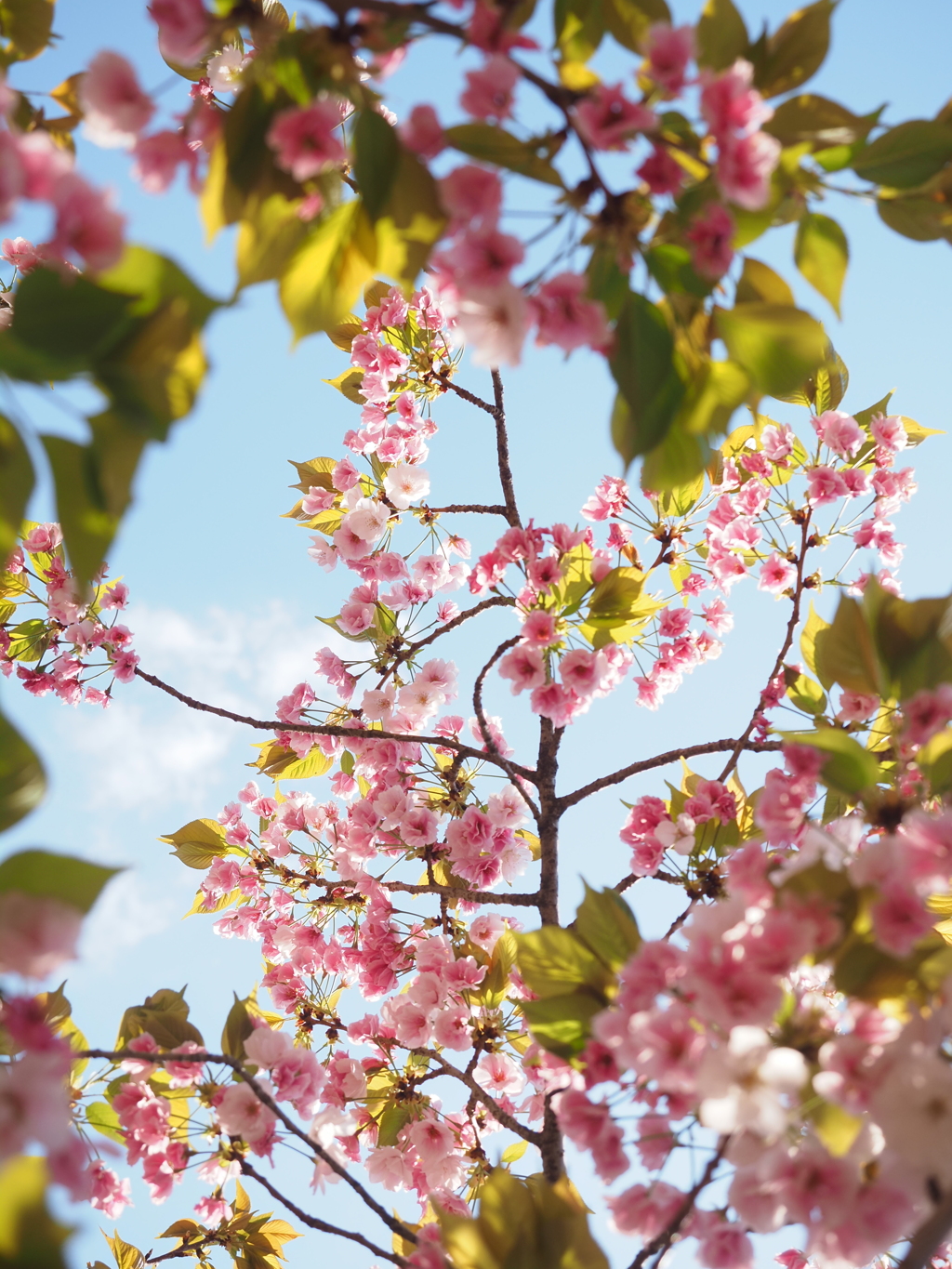 造幣局　桜Ⅷ
