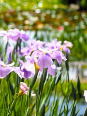 菖蒲　