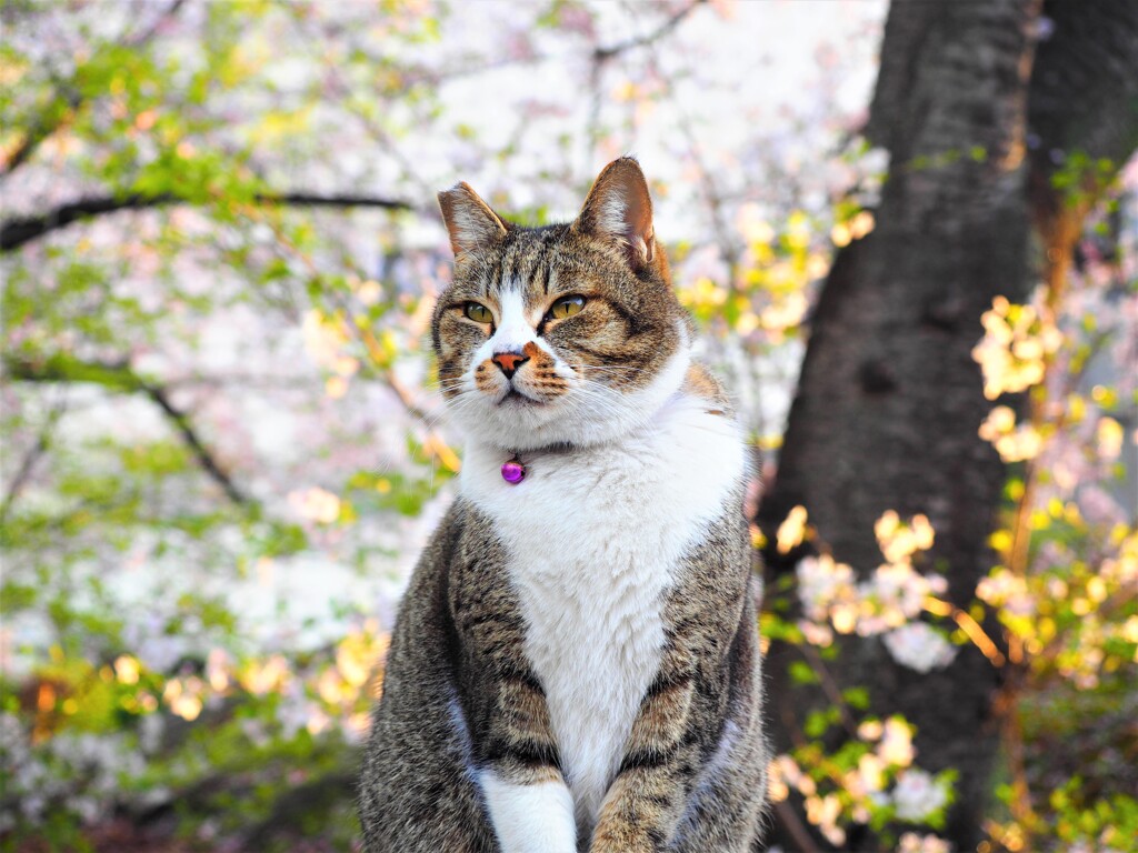 ねこ　と　さくら　Ⅰ