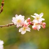 冬の桜　緑と一緒に