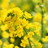 はつ菜の花