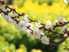 梅　と　菜の花