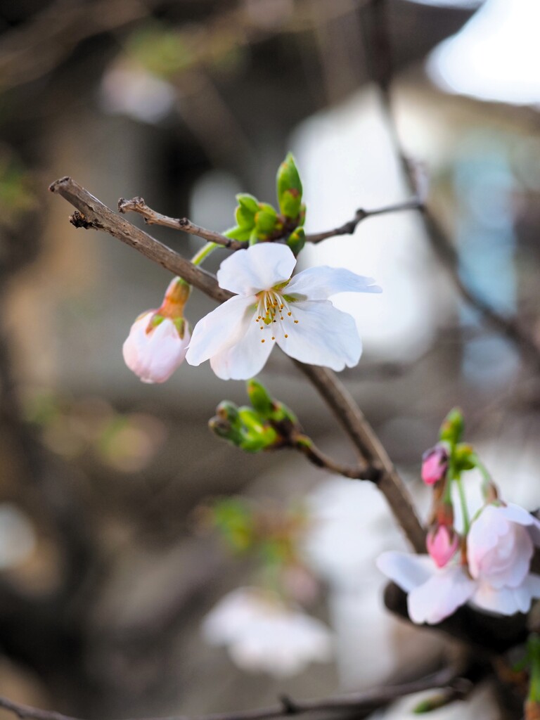 さくら　開花　Ⅰ