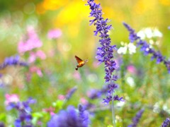 ほぼお花畑（ホウジャク）