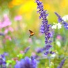 ほぼお花畑（ホウジャク）