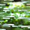 神戸六甲ミーツ・アート　Ⅱ