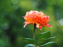 秋の薔薇Ⅱ　ラパリジェンヌ