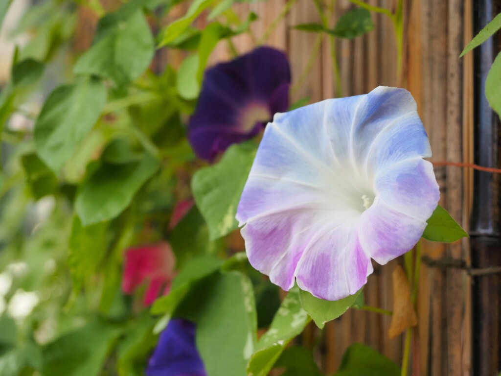 夏の虹色朝顔
