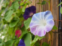 夏の虹色朝顔