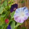 夏の虹色朝顔