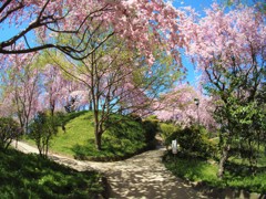 桜の小道