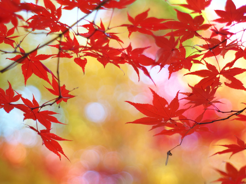 秋の光Ⅰ『虹色』