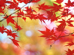 秋の光Ⅰ『虹色』