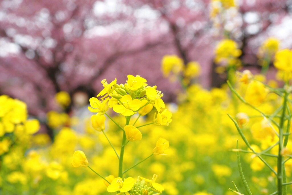 河津桜と菜の花