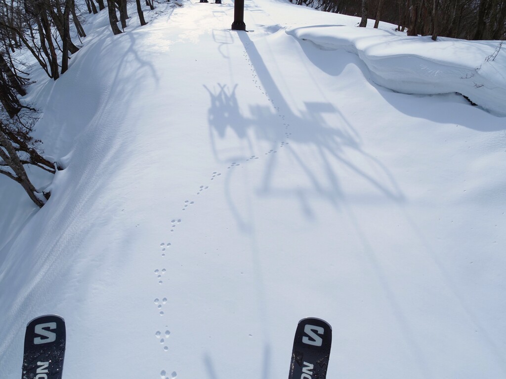 『うさぎの足跡』を追う