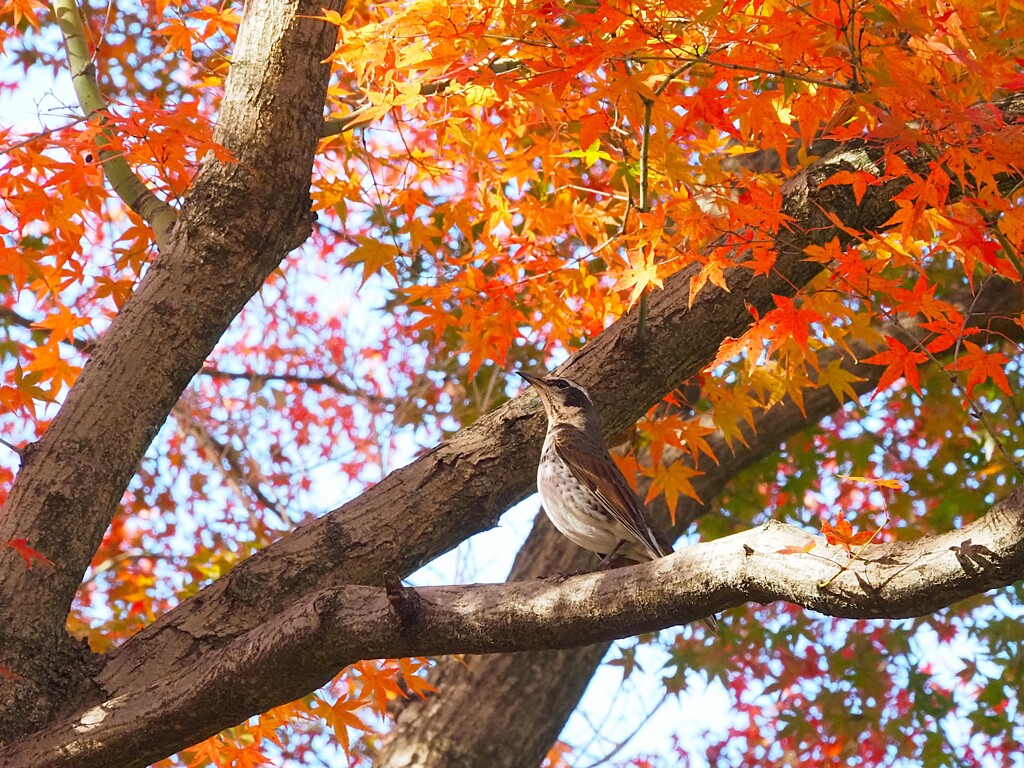 紅葉と鳥　ツグミ