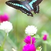 ふわり　アオスジアゲハ　Ⅲ　