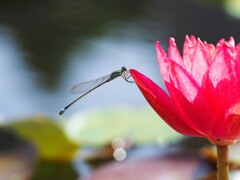 イトトンボと「赤」の睡蓮