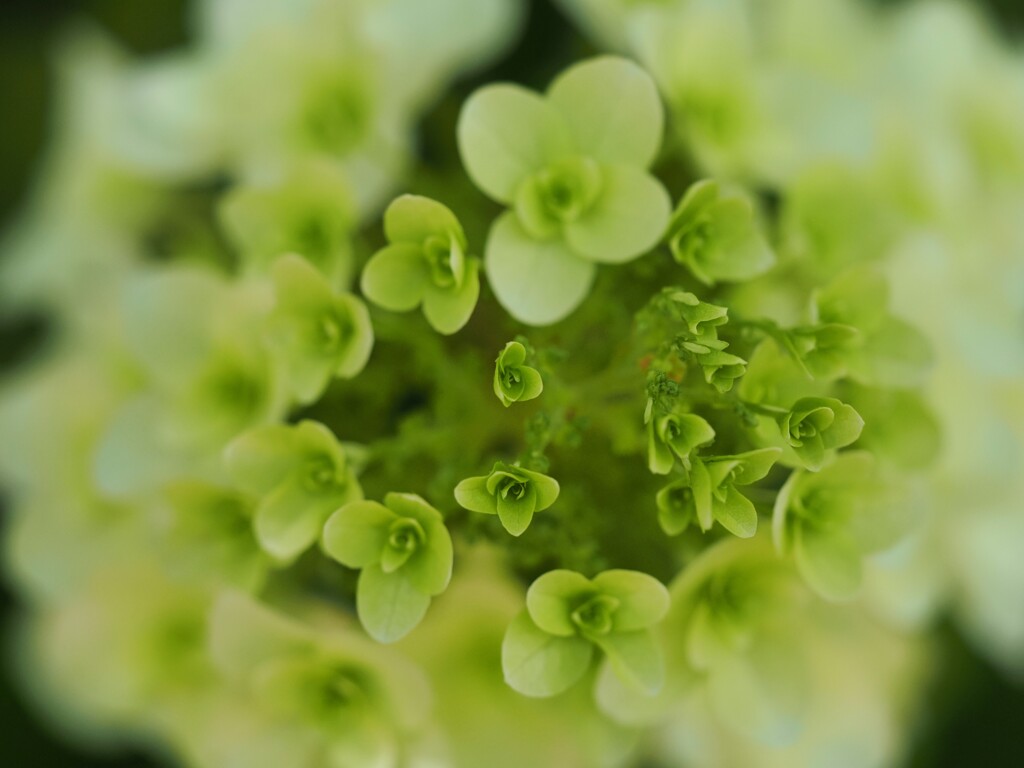 紫陽花　接写