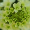 紫陽花　接写