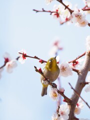 メジロと梅Ⅰ　かまえて