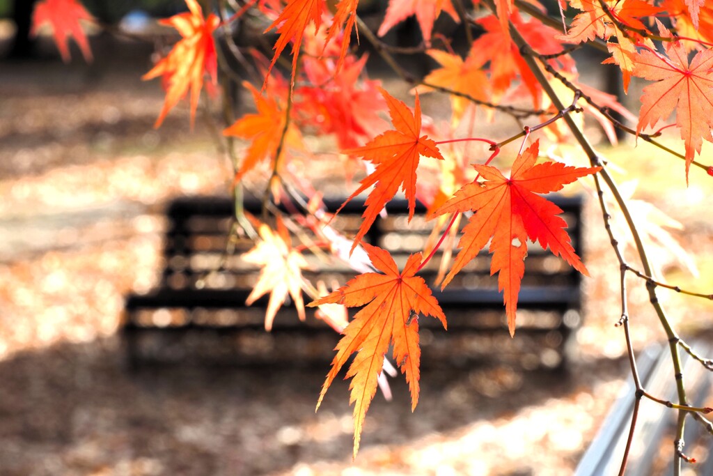 紅葉とベンチ