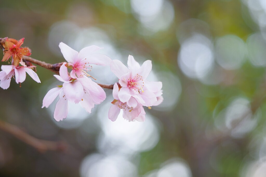 冬の桜　ふわっと