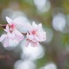 冬の桜　ふわっと