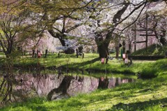 京都　桜　Ⅳ　リフレクション