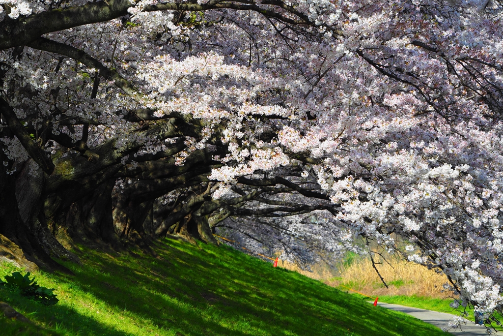 背割堤桜Ⅱ