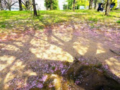 ここにも桜の木が。。