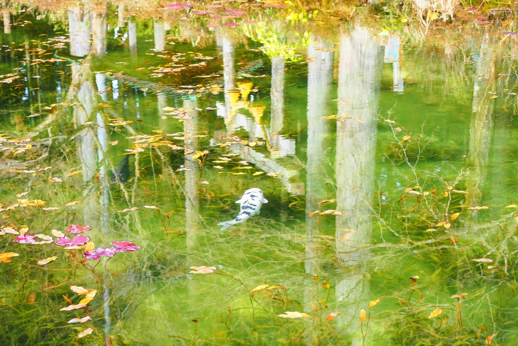 モネの池Ⅰ
