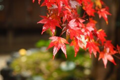 京都Ⅳ下鴨神社