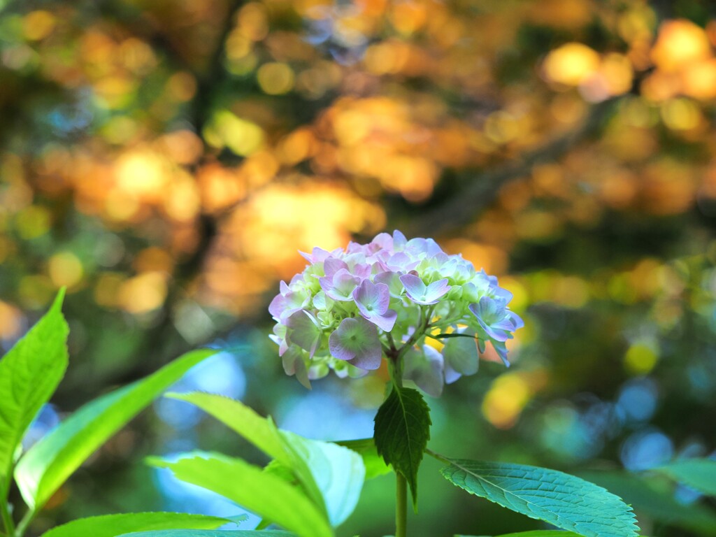 森の紫陽花　Ⅳ