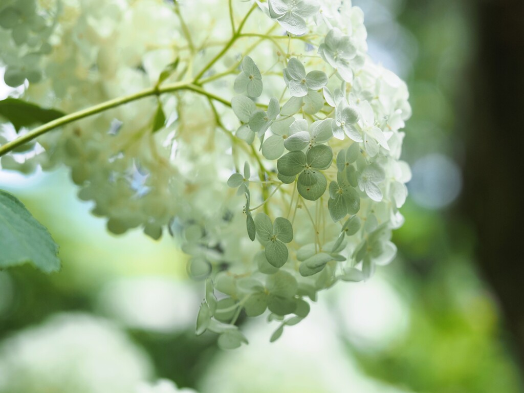 『裏』紫陽花　ホワイト～グリーン