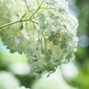 『裏』紫陽花　ホワイト～グリーン