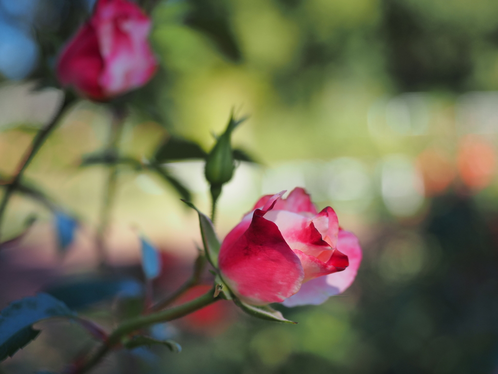 目覚めた秋薔薇