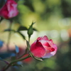 目覚めた秋薔薇