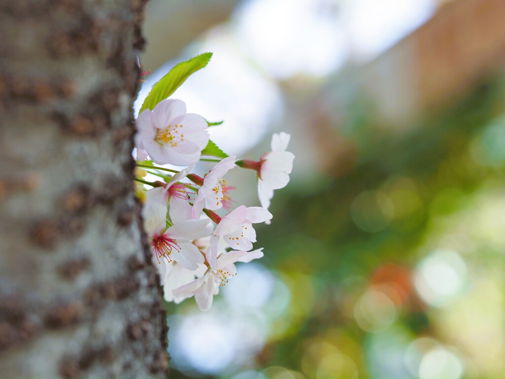 色彩と桜Ⅱ『カラフル玉ボケ』