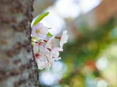 色彩と桜Ⅱ『カラフル玉ボケ』