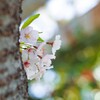 色彩と桜Ⅱ『カラフル玉ボケ』