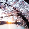 サクラのアーチ