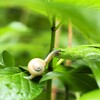 森の色　生き物Ⅳ　かたつむり