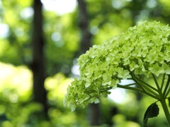 紫陽花　まだグリーン