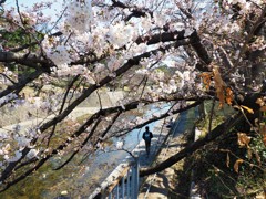 夙川散歩