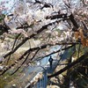 夙川散歩