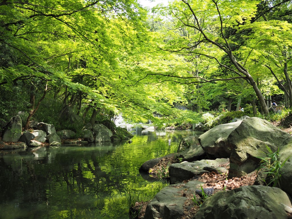 新緑が映る川面かな