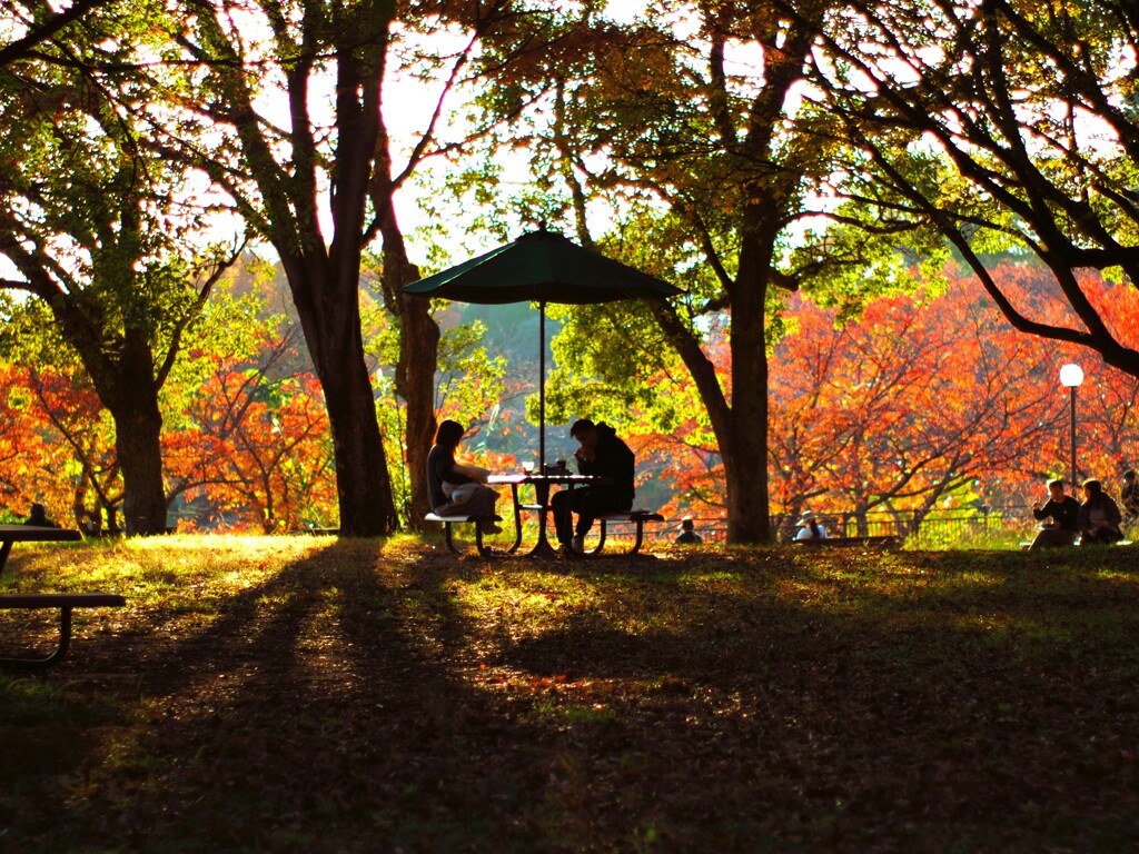 晩秋のピクニック