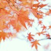 秋の景色Ⅲ　風